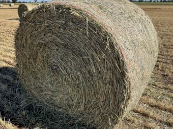 Wheaten Hay Rolls