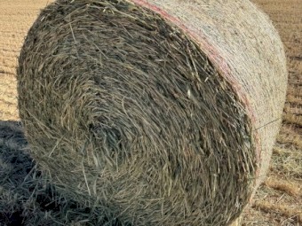 Wheaten Hay Rolls