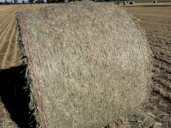 Wheaten Hay Rolls
