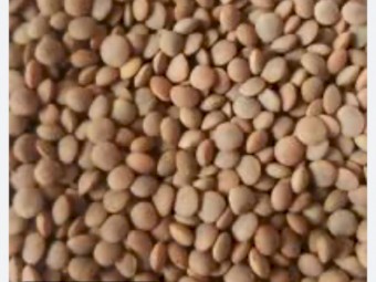 WANTED 120mt Nipper / Hallmark Lentils