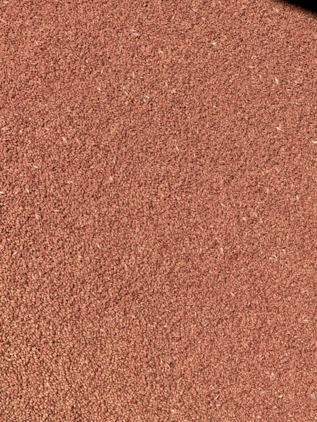 Scepter Wheat Seed