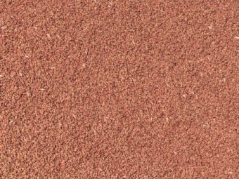 Scepter Wheat Seed
