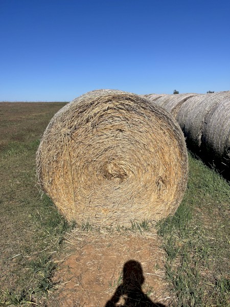 1000 x Barley Hay 500kg Round Bales