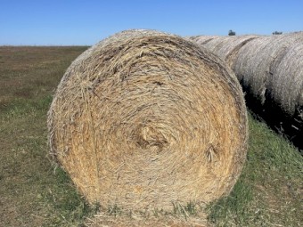 1000 x Barley Hay 500kg Round Bales