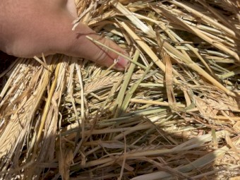 1000 x Barley Hay 500kg Round Bales