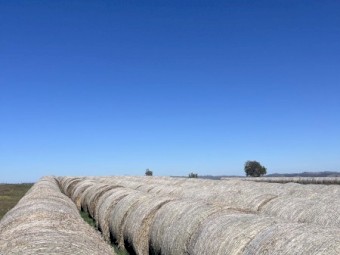 1000 x Barley Hay 500kg Round Bales