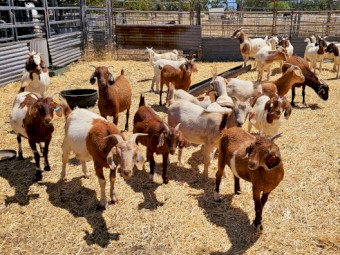 Goats Boer Wethers 