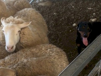 kelpie dog 