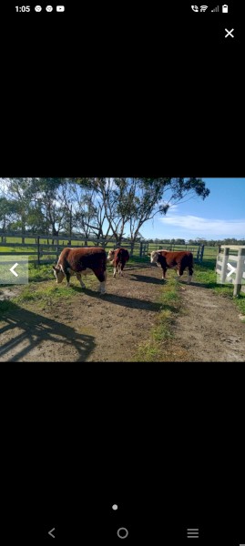 Poll Hereford Bulls