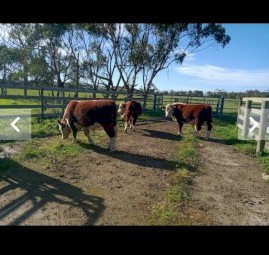 Poll Hereford Bulls