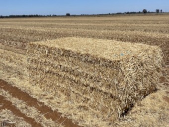 41 Wheaten Straw 8x4x3 Bales