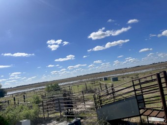 cattle yards, adjustable ramp, no crush. 