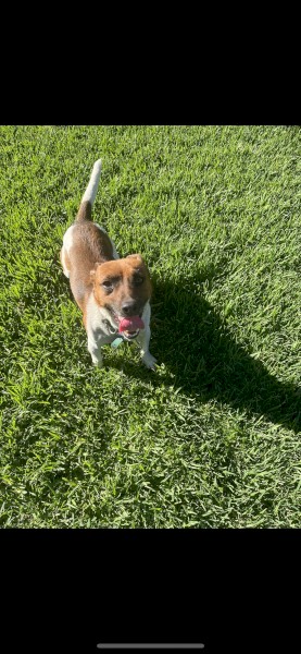 Jack Russel