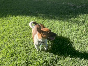 Jack Russel