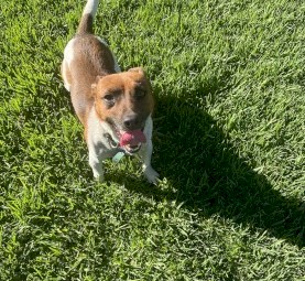 Jack Russel