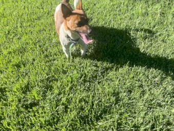 Jack Russel