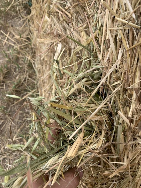 250 x Oaten Hay Round Bales