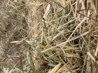250 x Oaten Hay Round Bales