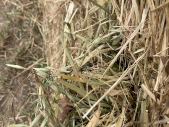 250 x Oaten Hay Round Bales