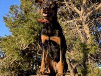 kelpie