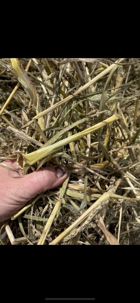 1000mt 2022 Oaten Hay 550kg 8x4x3 Bales
