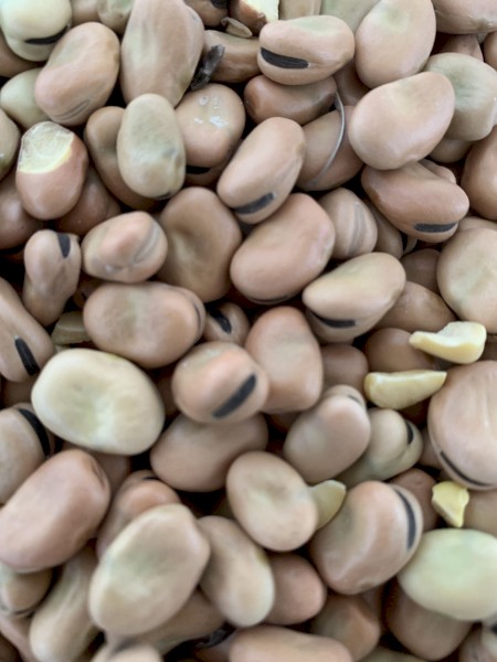 Faba Beans