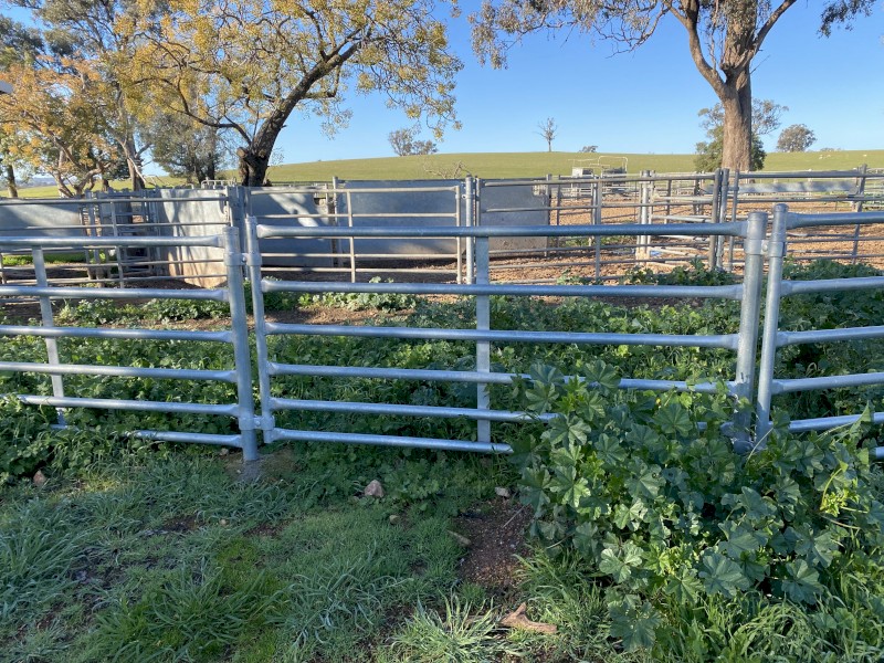 Permanent Sheep Yard Panels