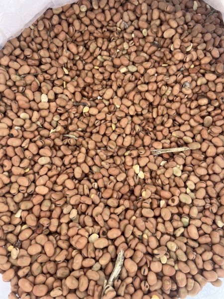 Faba beans