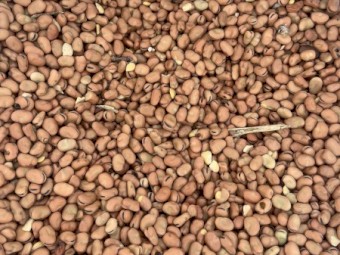 Faba beans