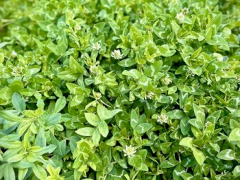 Lucerne Clover Hay