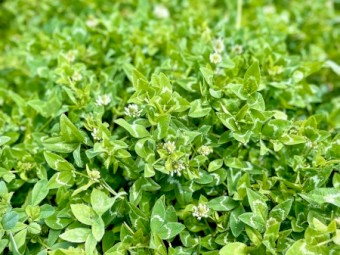 Lucerne Clover Hay