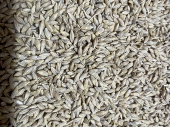 46t Feed Barley 