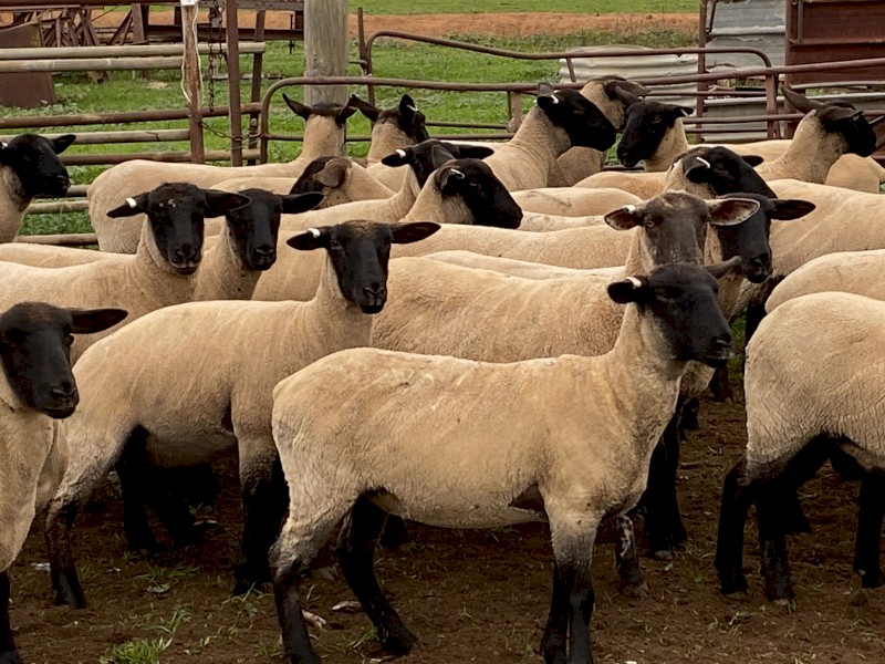 Suffolk Ewe Lambs x 80