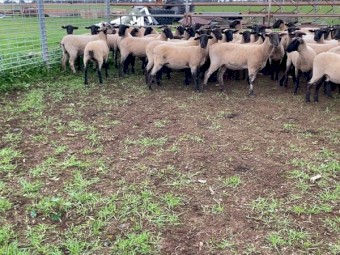 Suffolk Ewe Lambs x 80