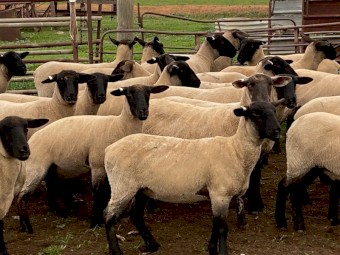 Suffolk Ewe Lambs x 80