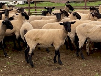 Suffolk Ewe Lambs x 80