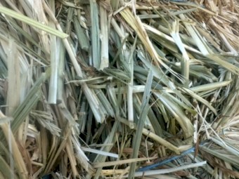 Cereal Hay Small Squares