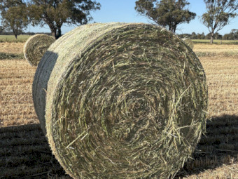 oaten rolls