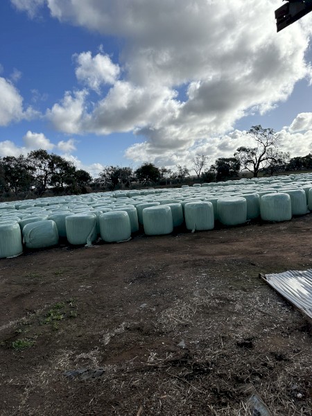 820 x Sorghum Silage Round Bales