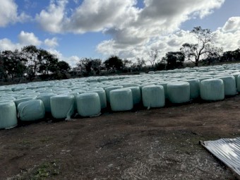 820 x Sorghum Silage Round Bales