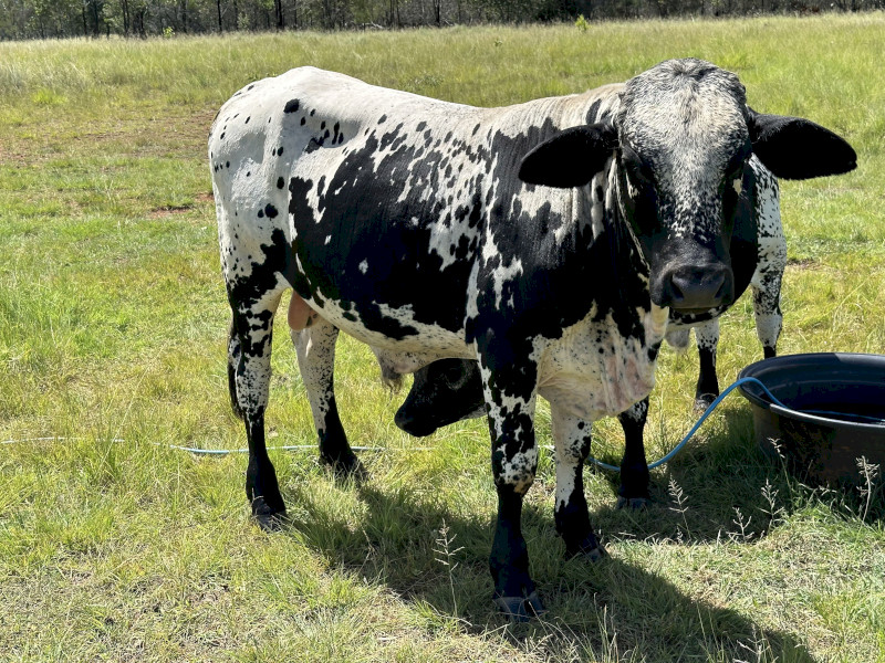 2 Year old Brahkle Bull “Cookie” NO GST