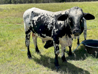 2 Year old Brahkle Bull “Cookie” NO GST