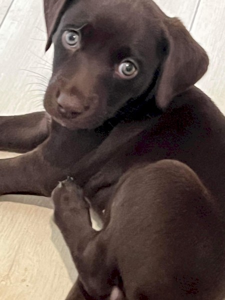 Kelpie X GSP