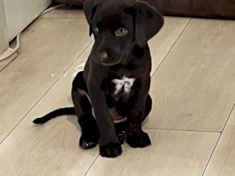 Kelpie X GSP