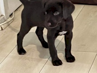 Kelpie X GSP