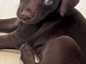 Kelpie X GSP