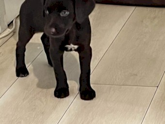 Kelpie X GSP