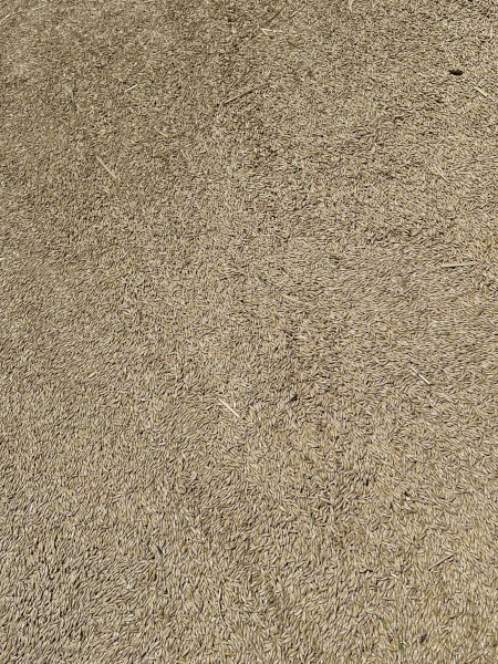 100mt Yallara Oats