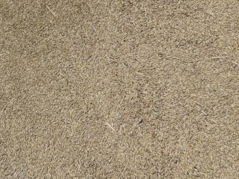 100mt Yallara Oats