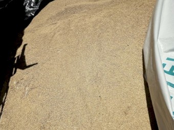100mt Yallara Oats
